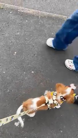 Cavalier King Charles Spaniel Kc Regist in Nottingham