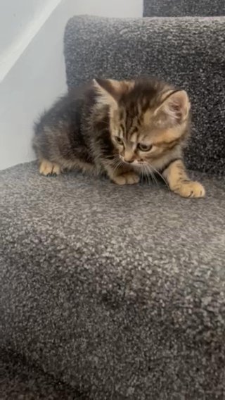 Female Kittens! Ready Now! in London