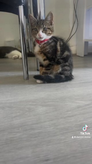 Male Kitten ? 8 Weeks ? in London