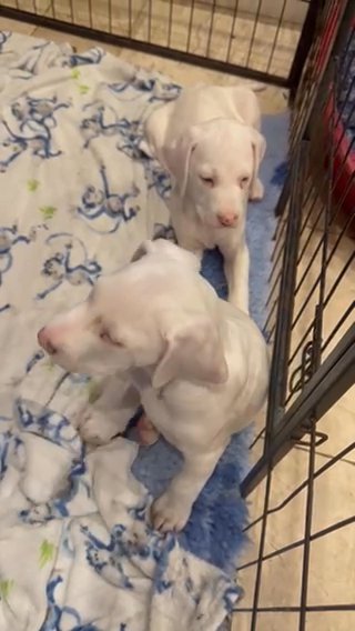 GORGEOUS LEMON SPOT DALMATIANS in Derby