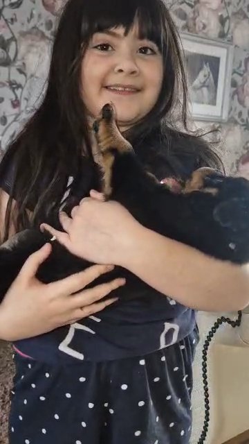 2 GIRLS LEFT Quality KC Reg Rottweiler Puppies in Kettering