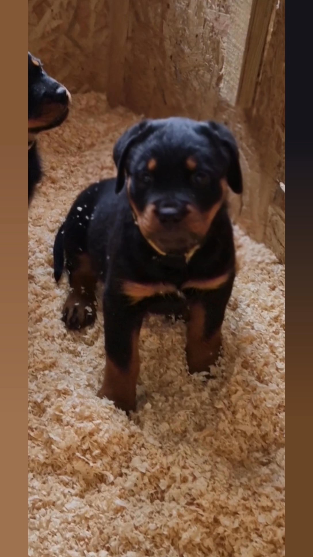 SPECTACULAR KC Rottie in Kettering