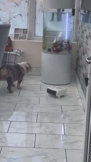 English Bulldog in Nottingham