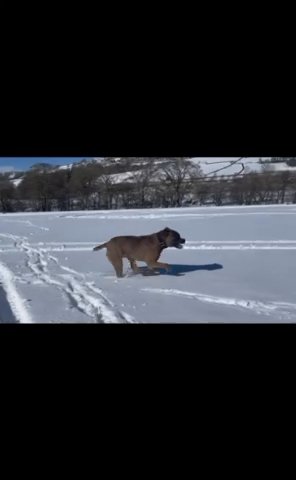 Cane Corso Stud in County Durham