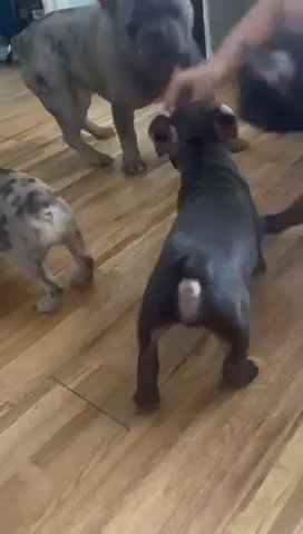 Beautiful French Bulldog Puppies 2 LEFT in London