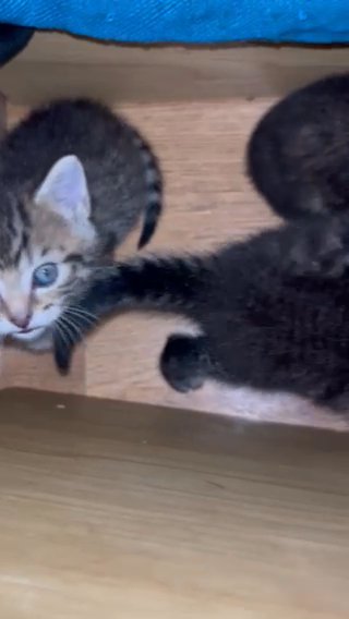 Mackrel Tabby Kittens (girls) 2 Left in Leeds