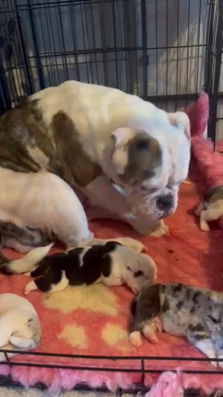 Olde English Bulldog Puppies in London