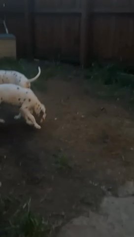 Dalmatian Puppies Ready To Leave in Bury