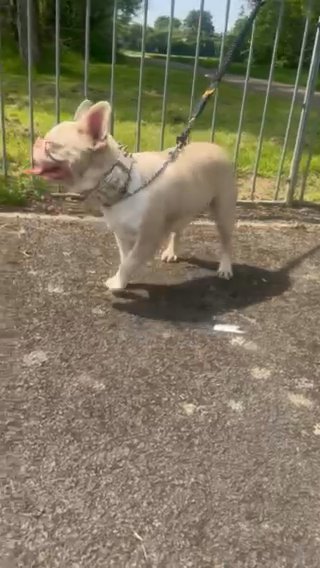 Full Carmel Pink Husky in Cardiff