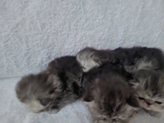 PERSIAN KITTENS FOR SALE GIRLS & BOYS in Manchester