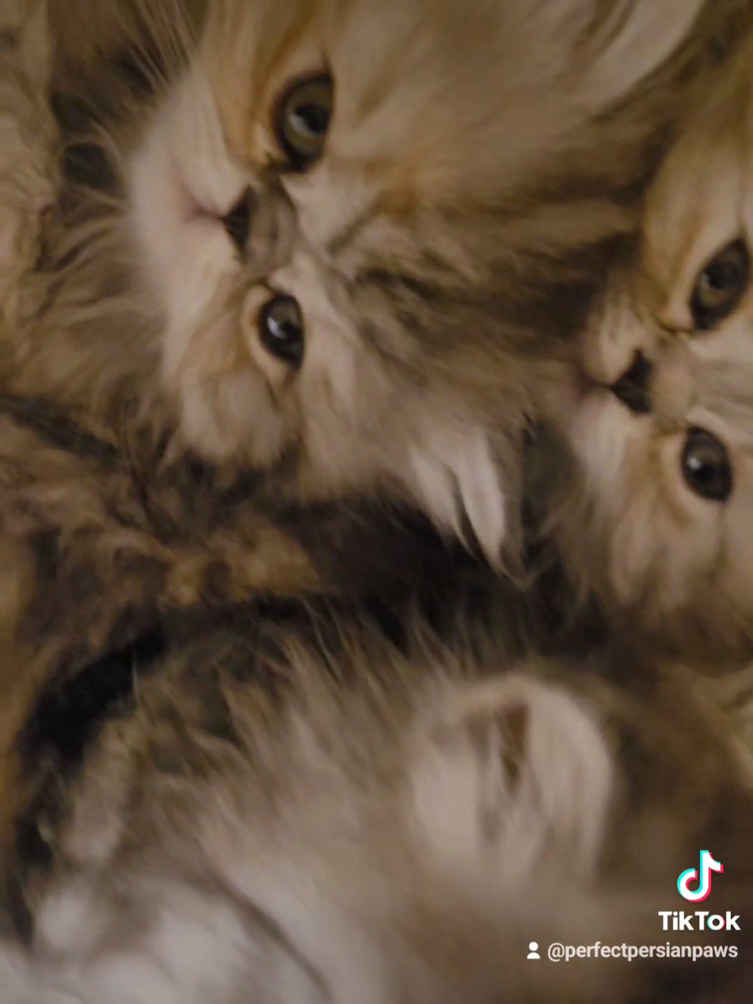 PERSIAN KITTENS GIRLS & BOYS FOR SALE FULL PEDIGREE in Manchester