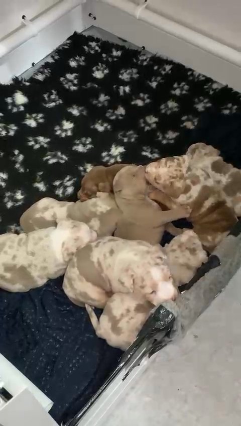 extreme pocket to pocket bully litter ❗️ in Birmingham