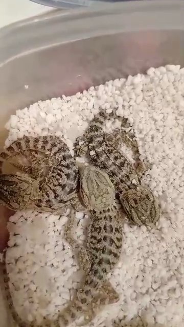 Bearded dragons in Sheffield