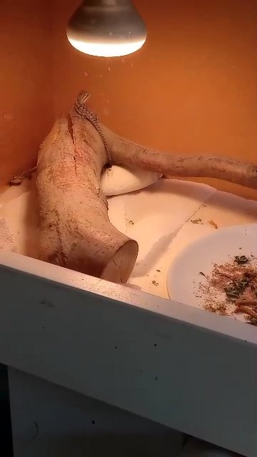 Bearded dragons in Sheffield