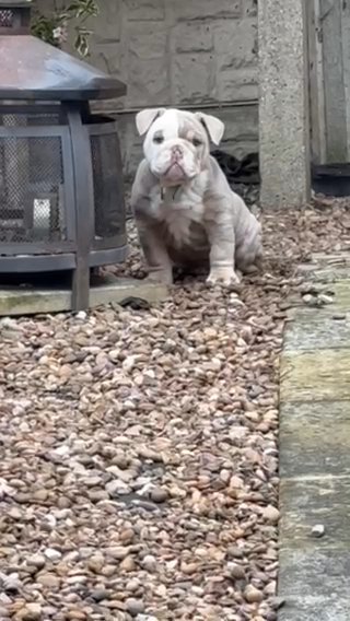 English Bulldog in Derby