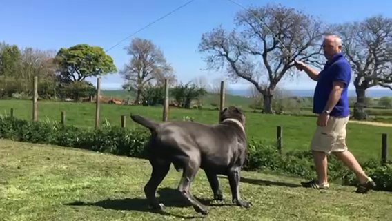 Cane Corso Stud in County Durham