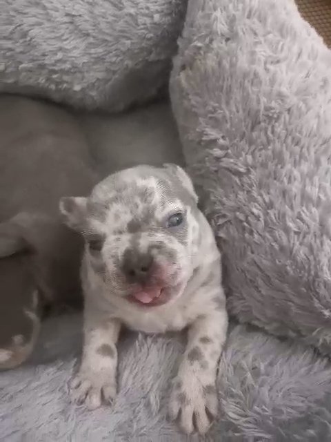 French bulldog in Coventry