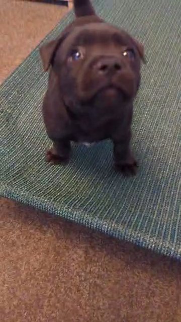 Beautiful SBT boy ?? in Barnsley