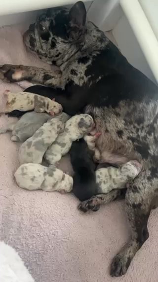 Last Girl Merle Fluffy Carriers in Northampton