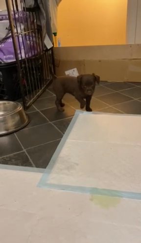 ??COCKERPATTERPOO ?PRICE DROP ??? in Sheffield