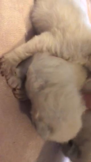 Ragdoll Kittens in Bridgend