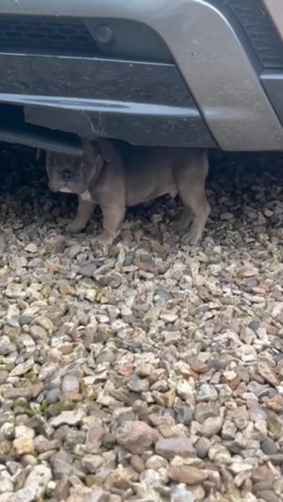 French Bulldog Carrying Fluffy in Gloucester
