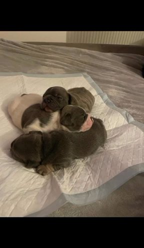 French Bulldog Long Tale Puppies For Sale £950 in London