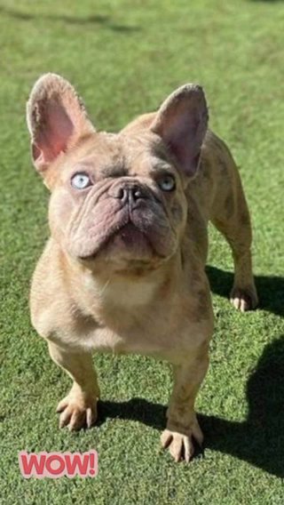Adult Lilac Merle French Bulldog Female in Berkshire