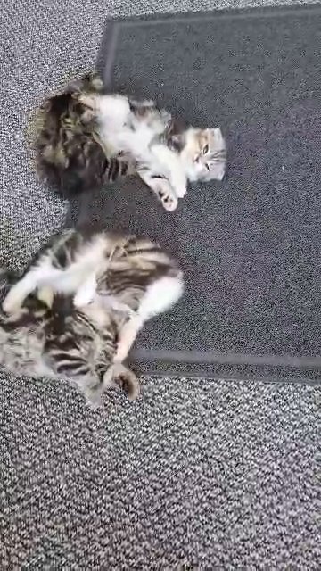 unique Scottish fold in North West Leicestershire