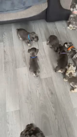 French Bulldogs in Gloucester