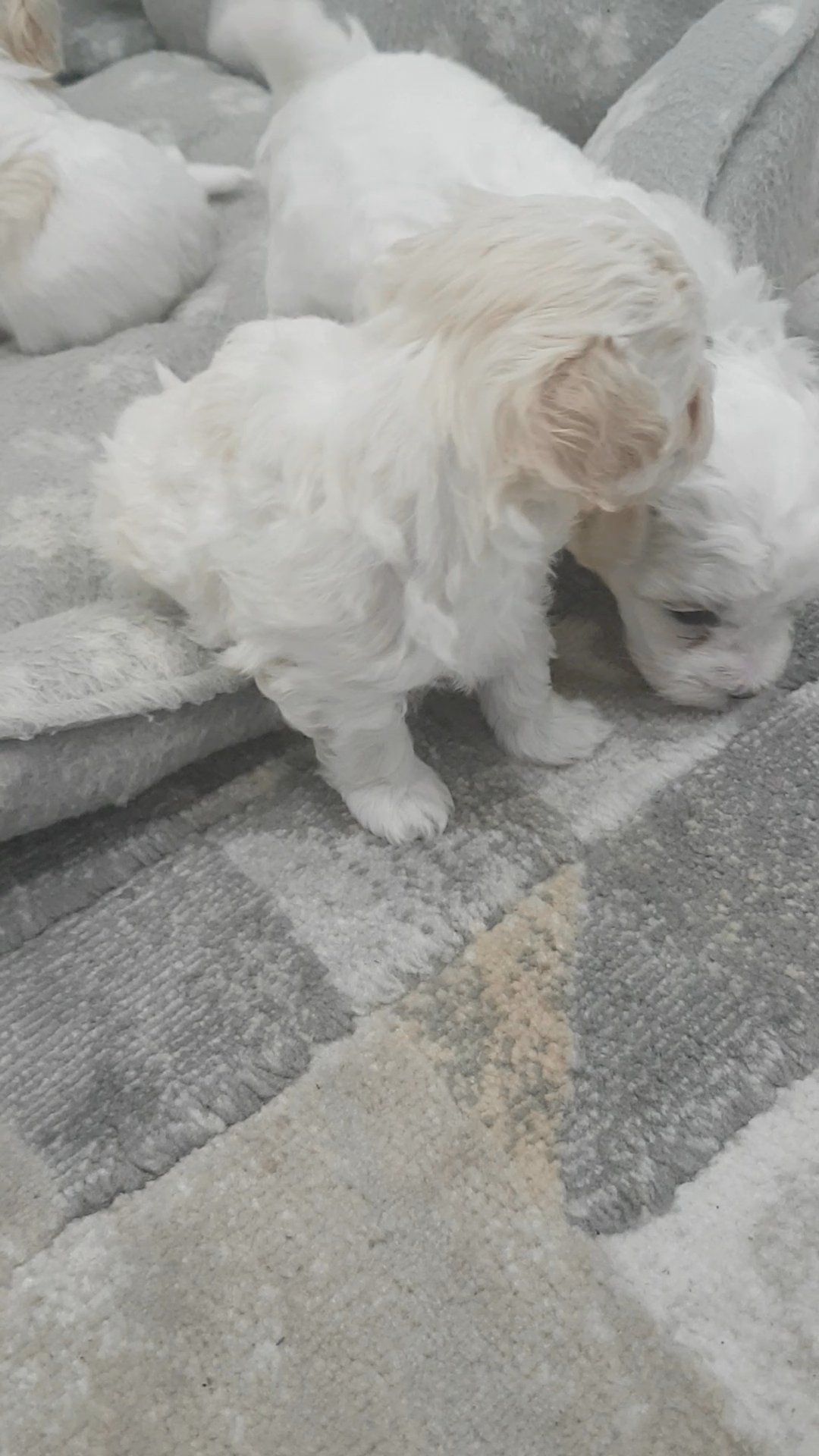 Toy Maltipoo Puppies for sale in Kingston upon Hull