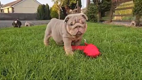 English Bulldog Stud in Rugby