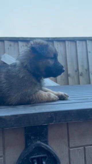 German Shepard Puppies in Doncaster