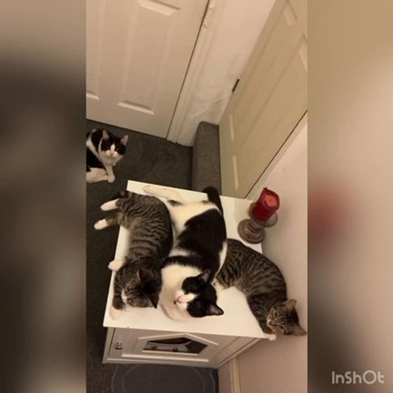 4 Cats Needing Their Forever  Home £0 in Calderdale