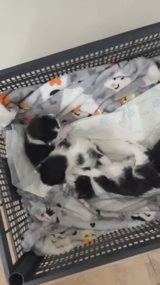 Kittens in London