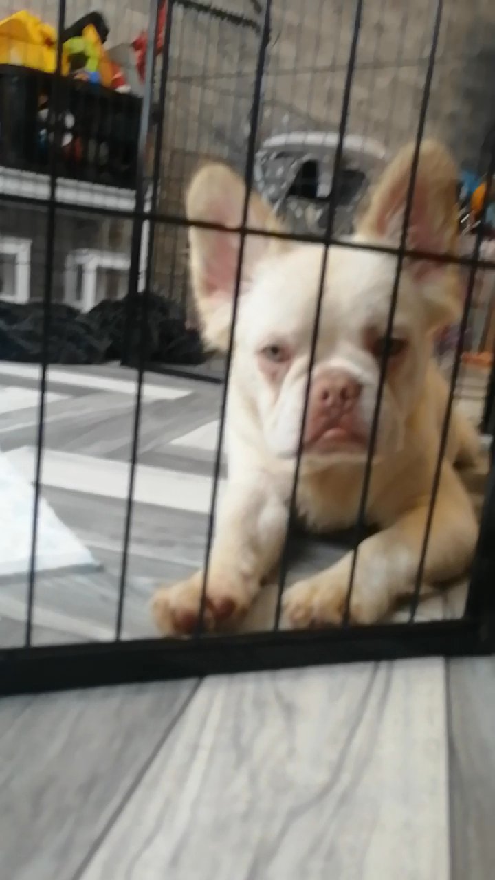 French bulldog pink fluffy visual in Surrey Heath