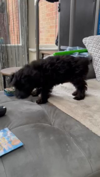 Yorkiepoo Puppies 1 Boy 1 Girl Left in Colchester