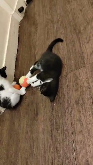 gorgeous kittens in London