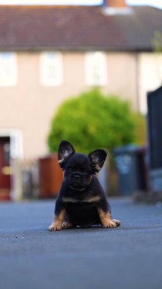 Fluffy French Bulldog in London