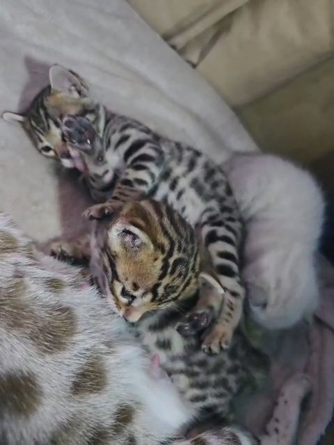 ?Stunning Bengal kittens for reservations? in Coventry