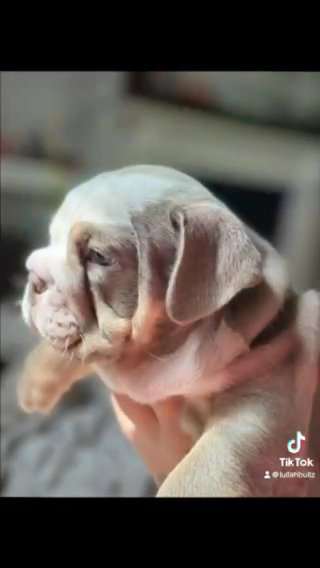 English Bulldog Pups in Bristol