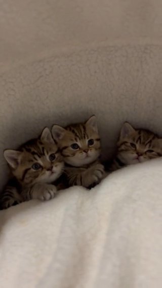 **Adorable Kittens for Sale!** in Redbridge
