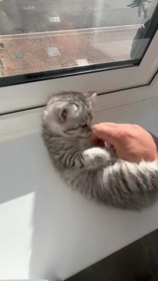 British Shorthair in Harlow