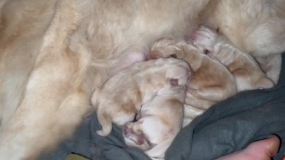 Chow Chows For Sale in Central Bedfordshire
