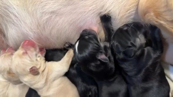 Huskador Puppys in Colchester