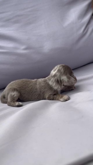 Longhaired Kc Registered Miniature Dachsunds in London