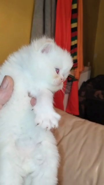 exotic kittens in Cardiff