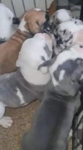 ? Levi? Balck Brindle Merle Male Olde English Bulldog in London