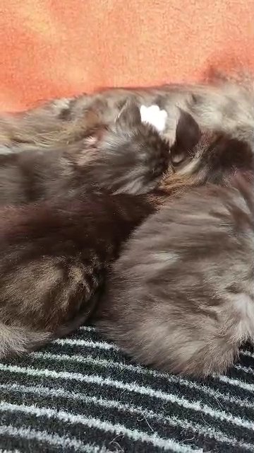 Pure bred Maine Coon kittens in Plymouth