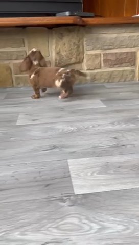 Stunning True Longhair miniature dachshunds in London
